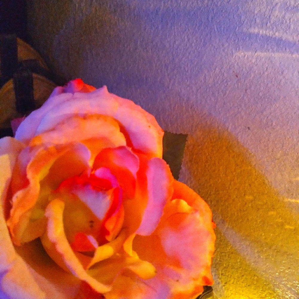 Meet your Posher, Priscilla